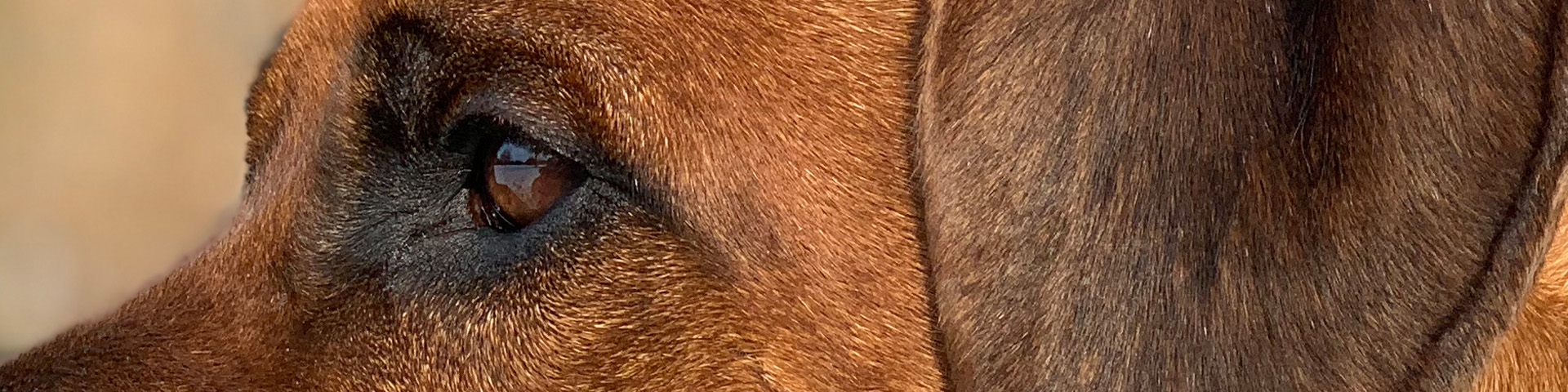 VEREEENIGING Bhengu Adnan Moyo