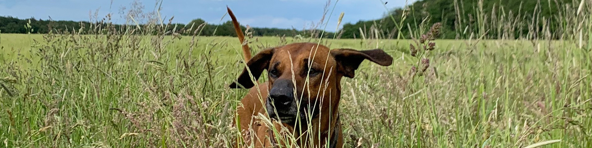 VEREEENIGING Bhengu Adnan Moyo