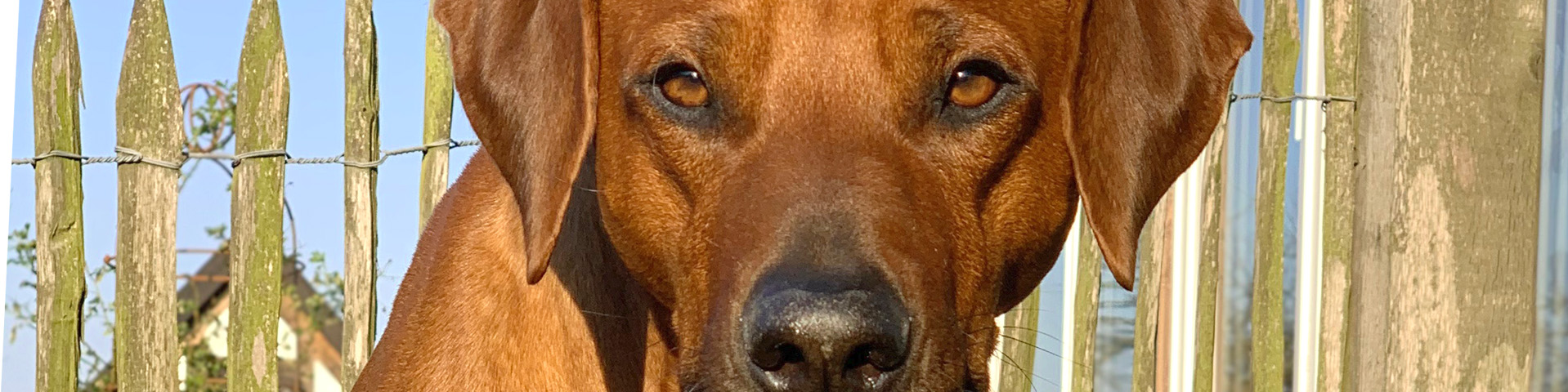 VEREEENIGING Bayo Blanka